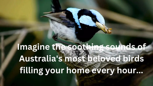 Australian Singing Wall Clock – Birdsong Harmony, Every Hour